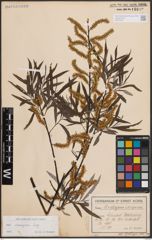 Foto von Salix eleagnos Scop.